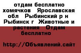 отдам бесплатно хомячков - Ярославская обл., Рыбинский р-н, Рыбинск г. Животные и растения » Отдам бесплатно   